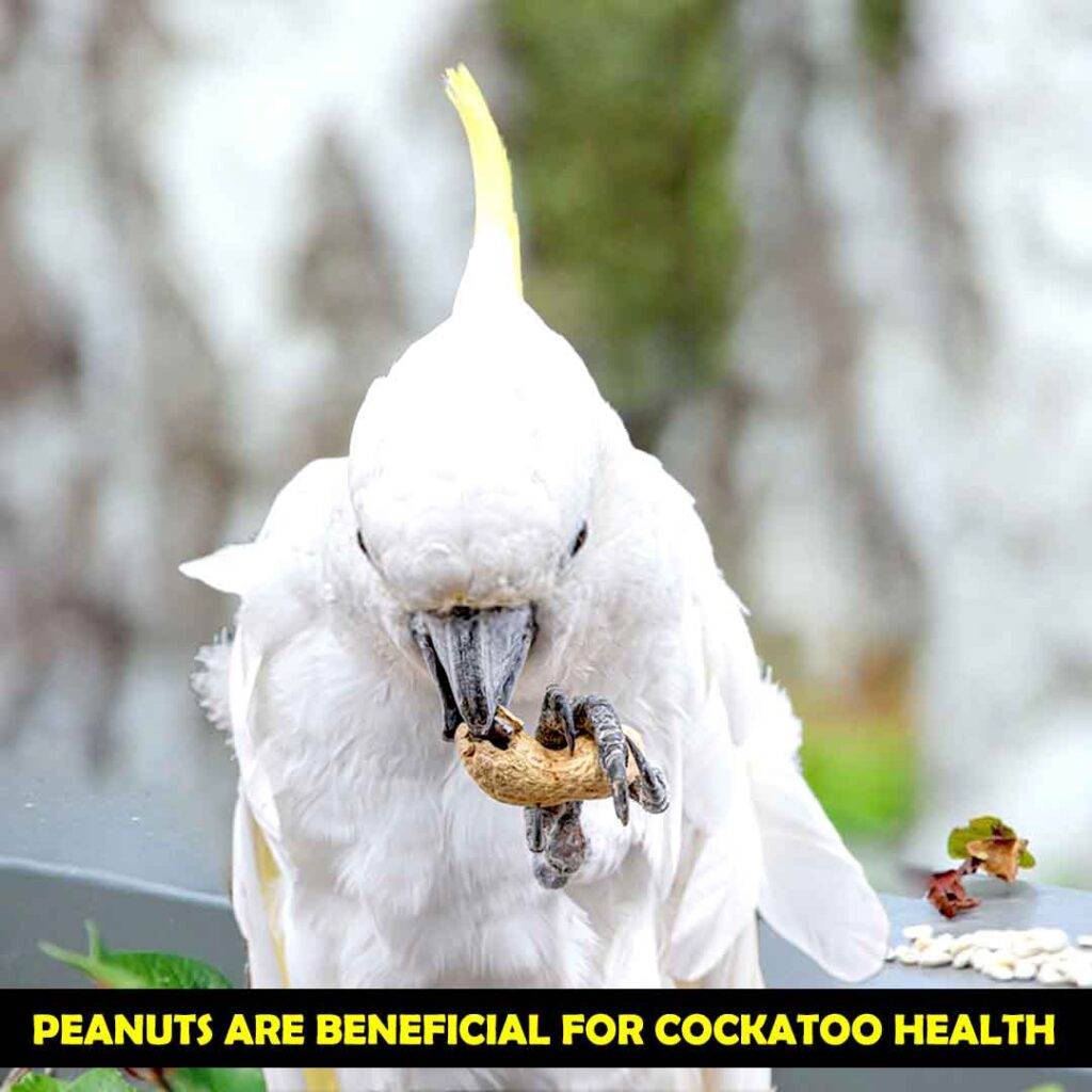 Benefits of Peanuts in the Health Of Cockatoos