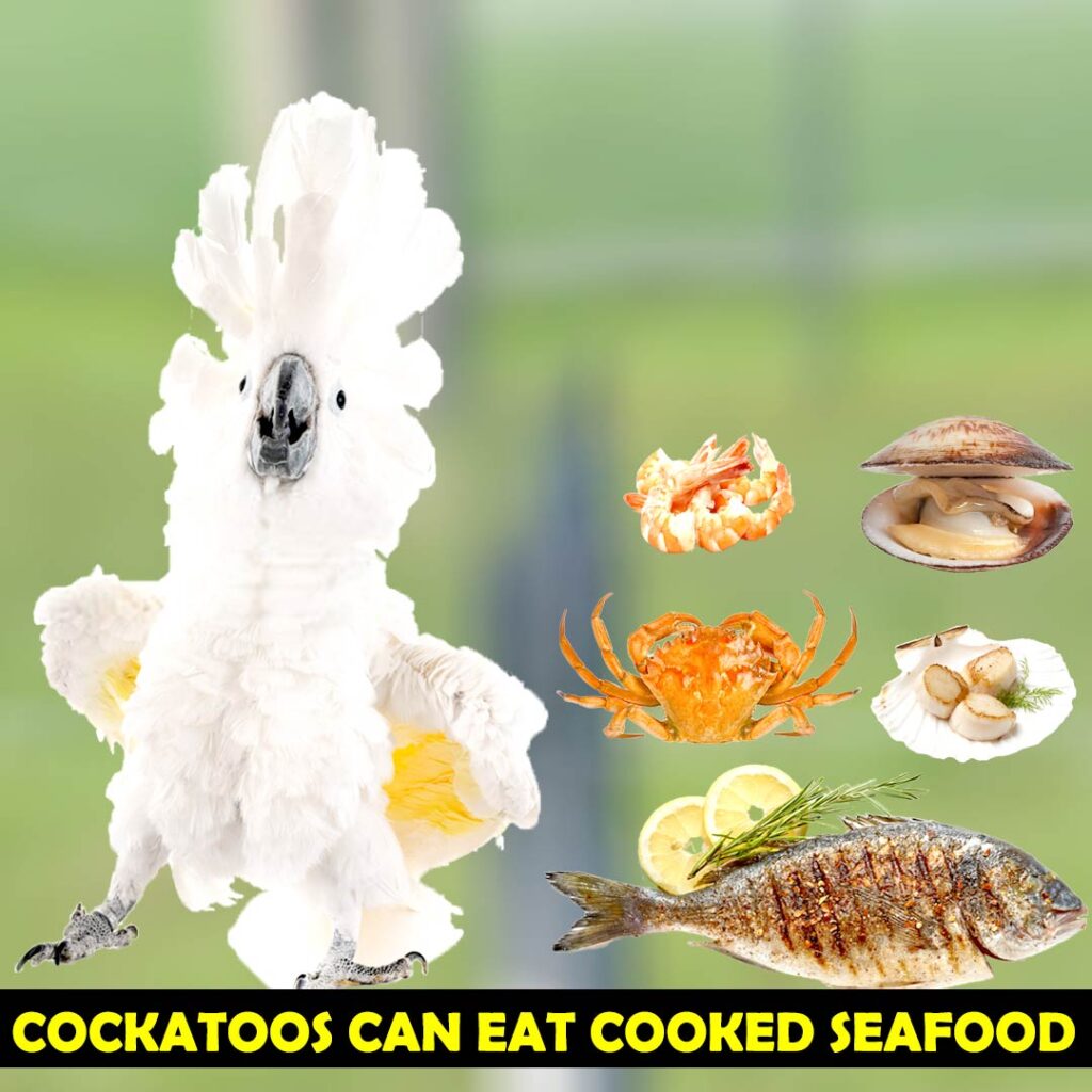 Benefits of Seafood for Cockatoos Health