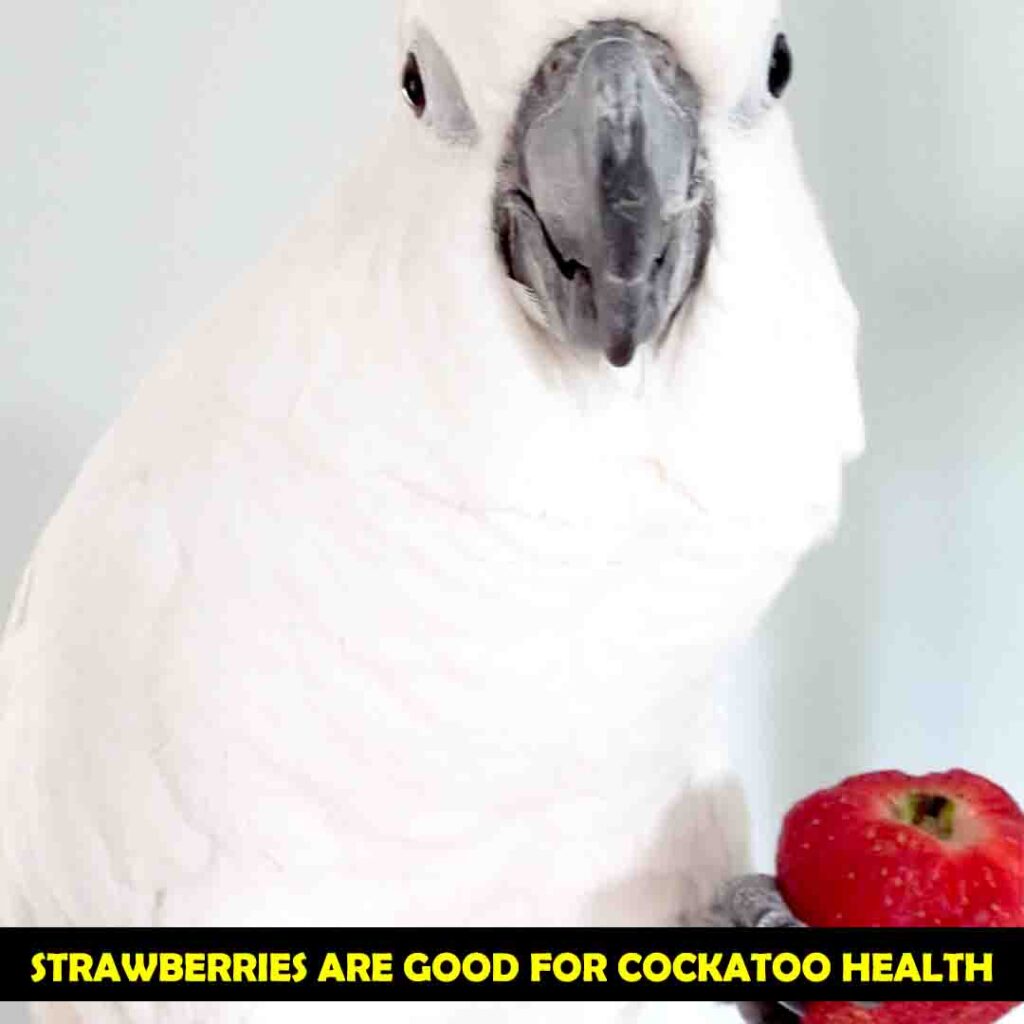 Benefits of Strawberries in Cockatoos Diet