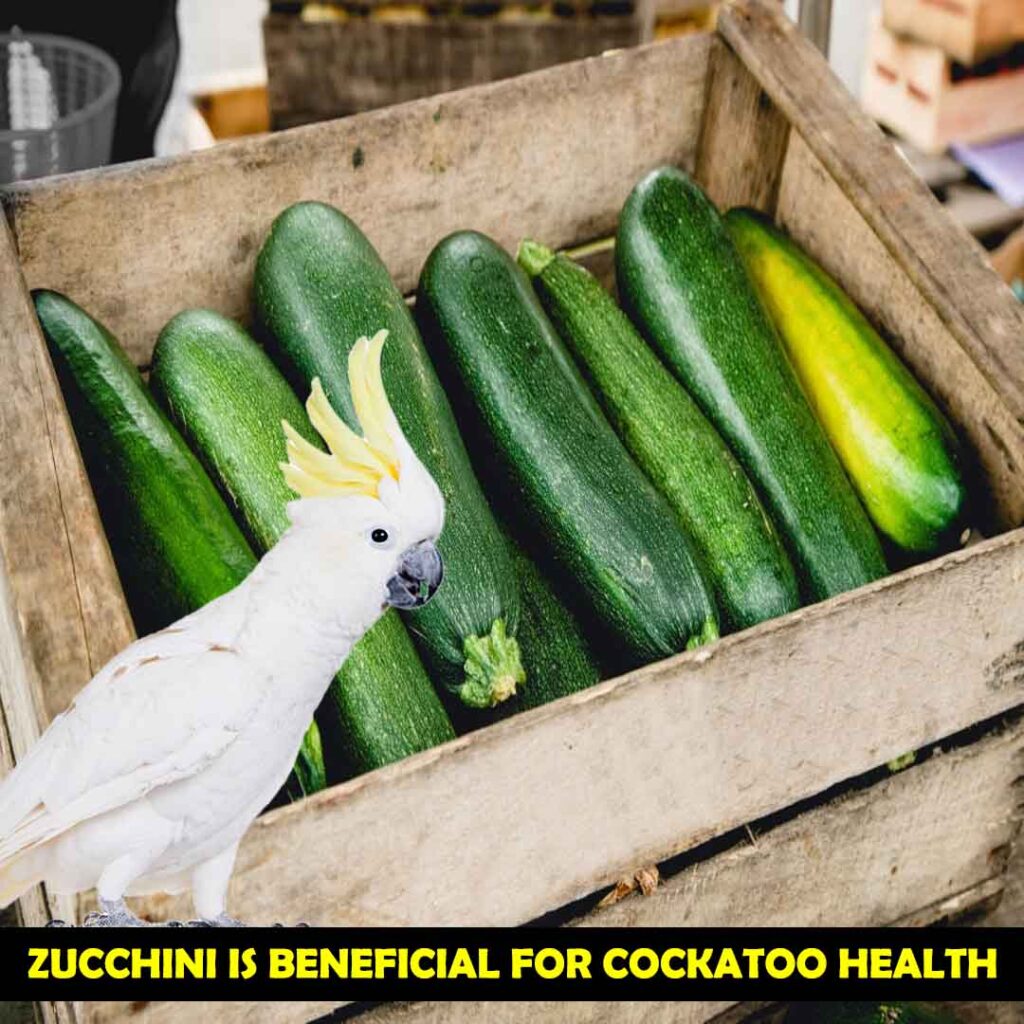 Benefits of Zucchini for Cockatoos’ Health