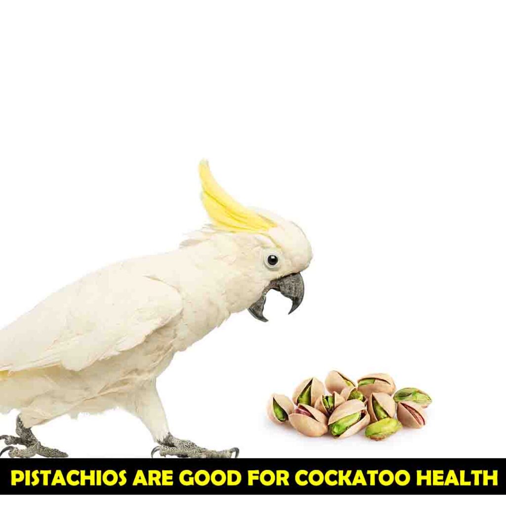 Benefits of pistachios for cockatoos