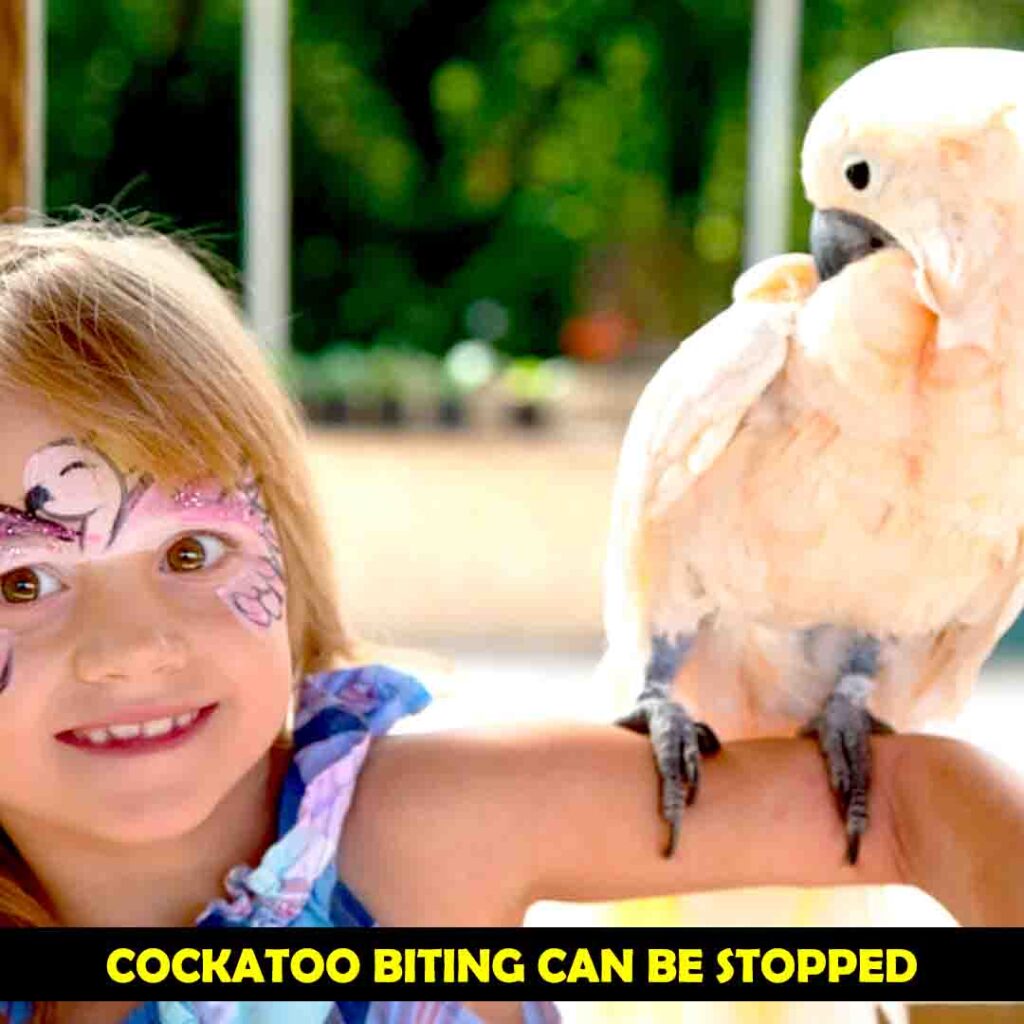 Biting of Irritated Cockatoos can be stopped