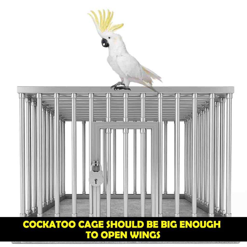 Building of Cockatoos cage