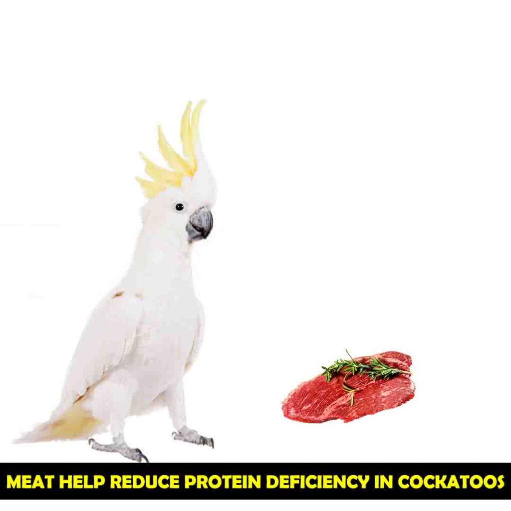 Can Cockatoos Eat Meat