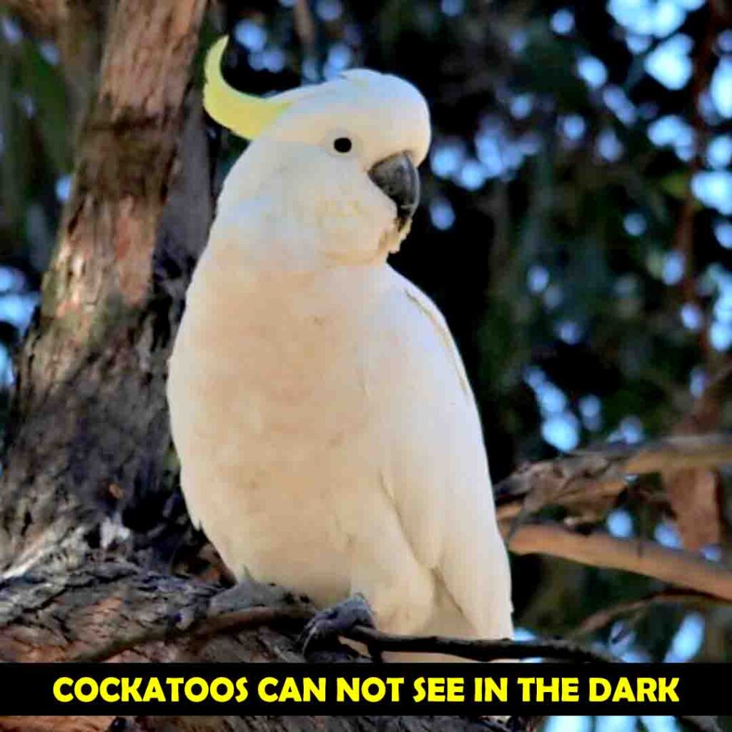 Can Cockatoos See Clearly At Night