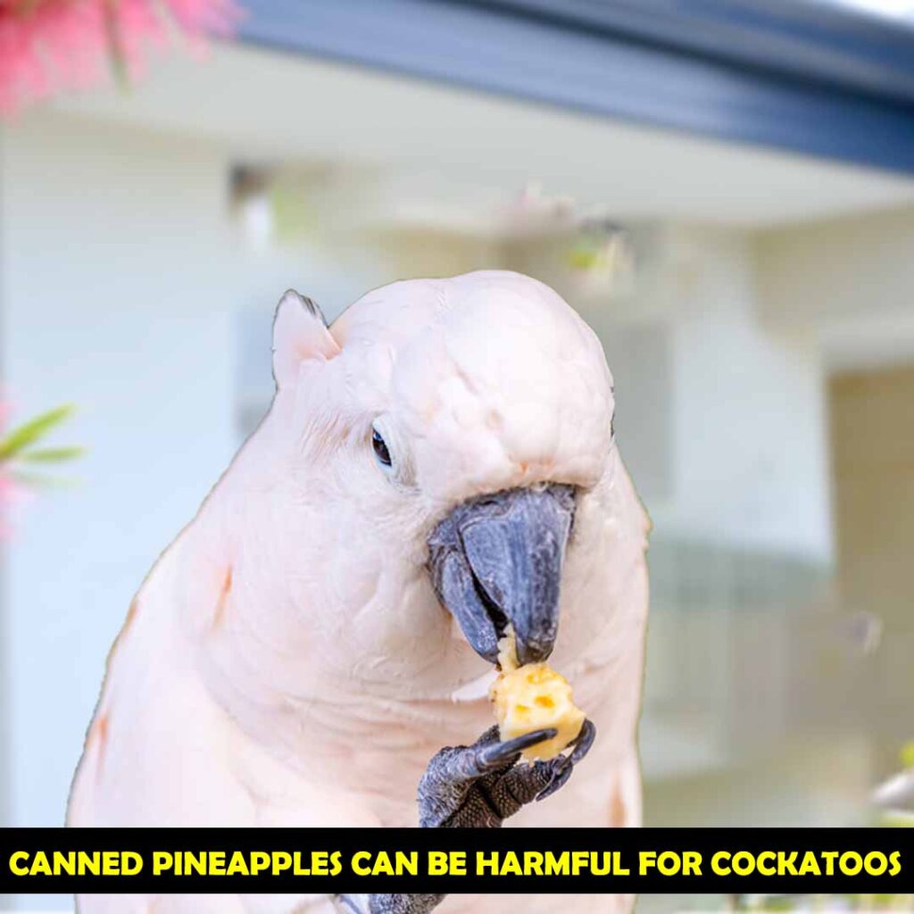 Canned Pineapple for Cockatoos are not Preferable