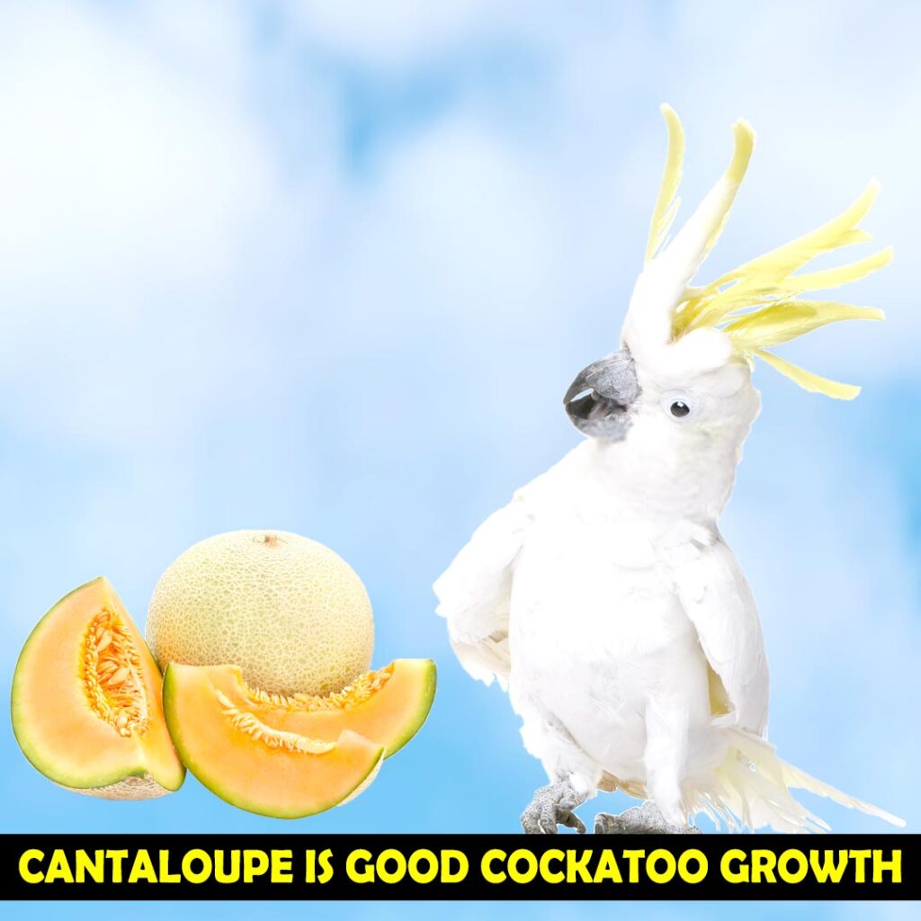 Cantaloupe for Baby Cockatoos