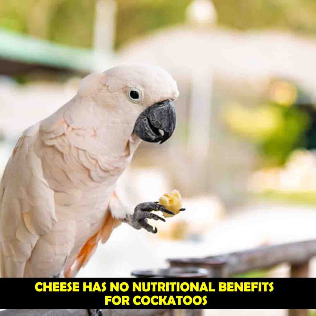 Cheese Has No Nutritional Benefits For Cockatoos