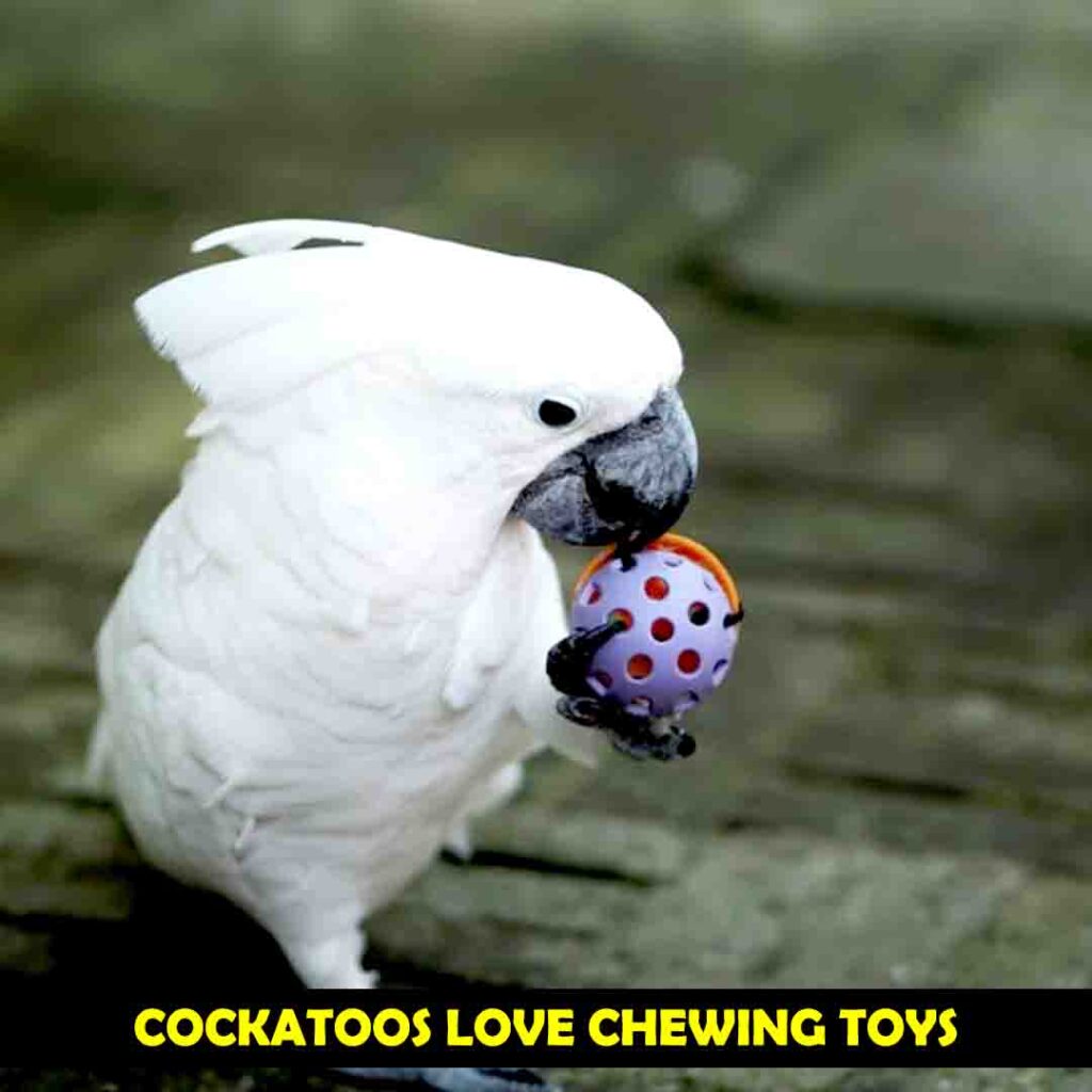 Chewing Toys In Cockatoos Cage