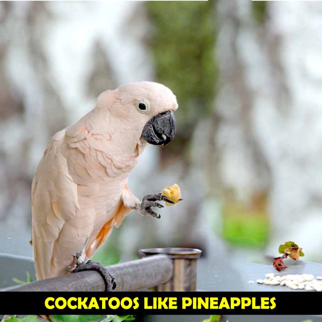 Cockatoo Parrots Can Eat Pineapple