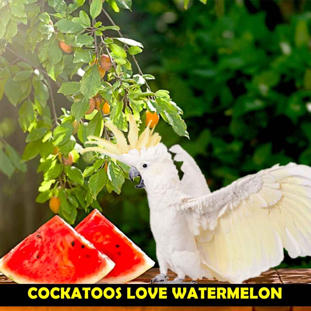 cockatoo love watermelon