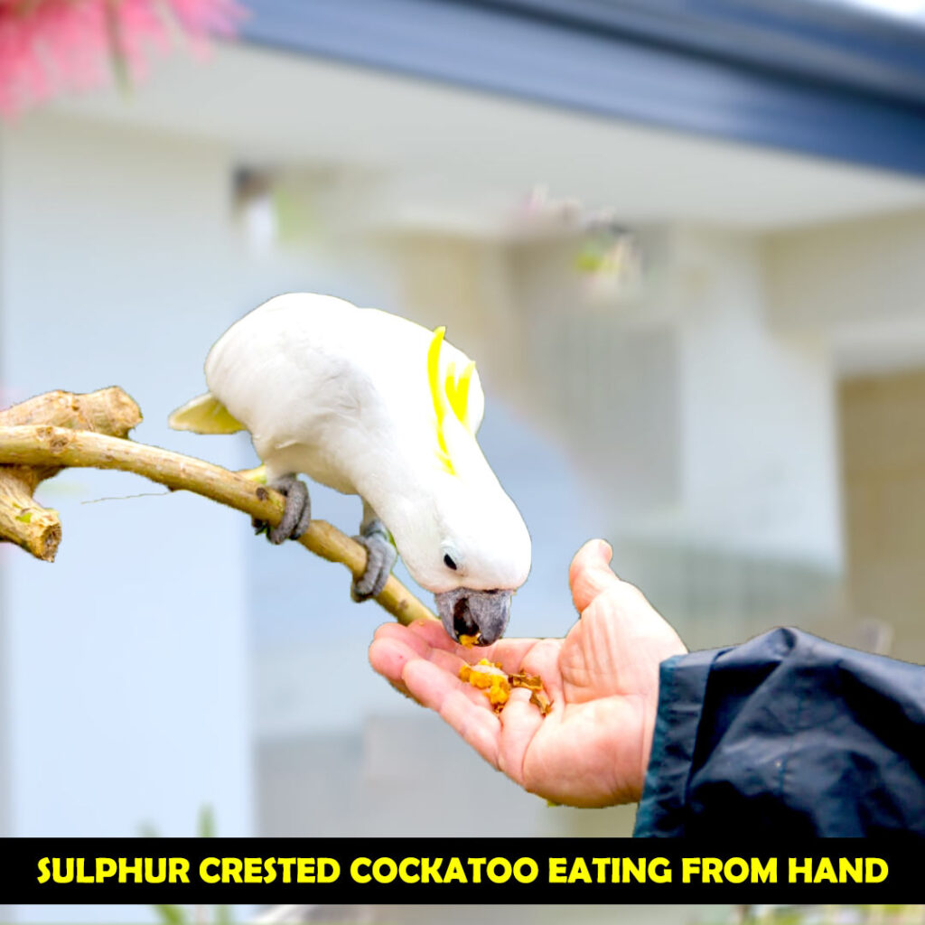 Cockatoos Becomes Mean For Their desired Food