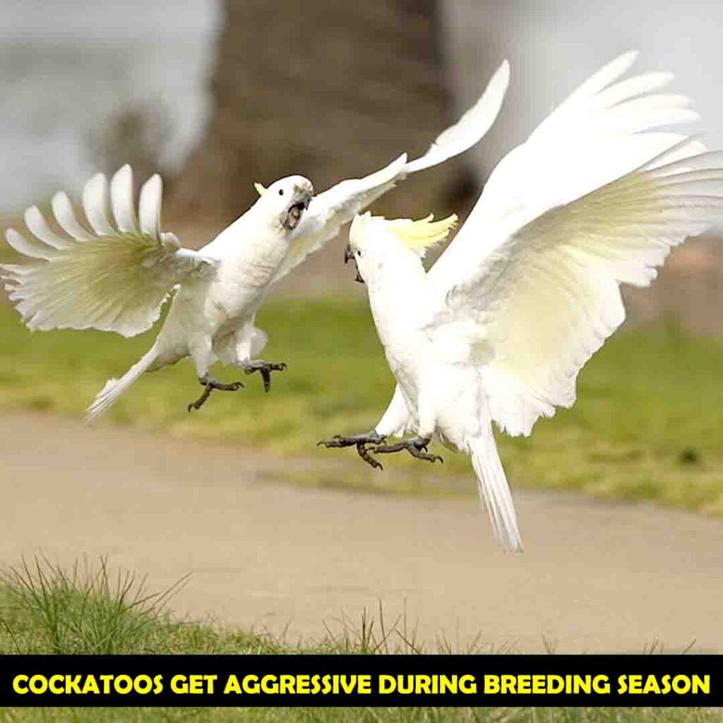 Cockatoos’ Bite Can be Stopped by Taking some Measures