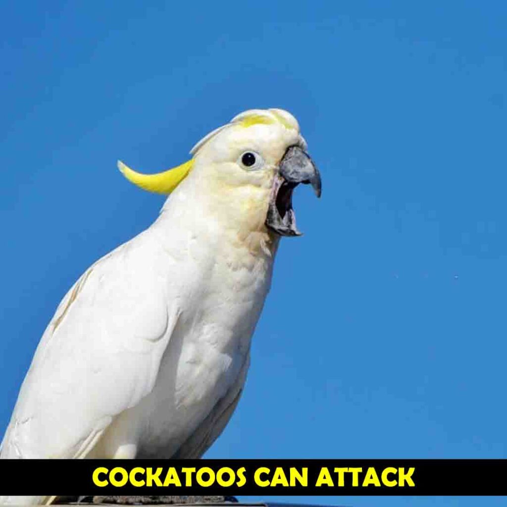 Cockatoos Can Attack