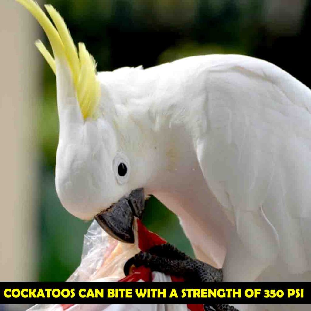 Cockatoos Can Bite Various Objects