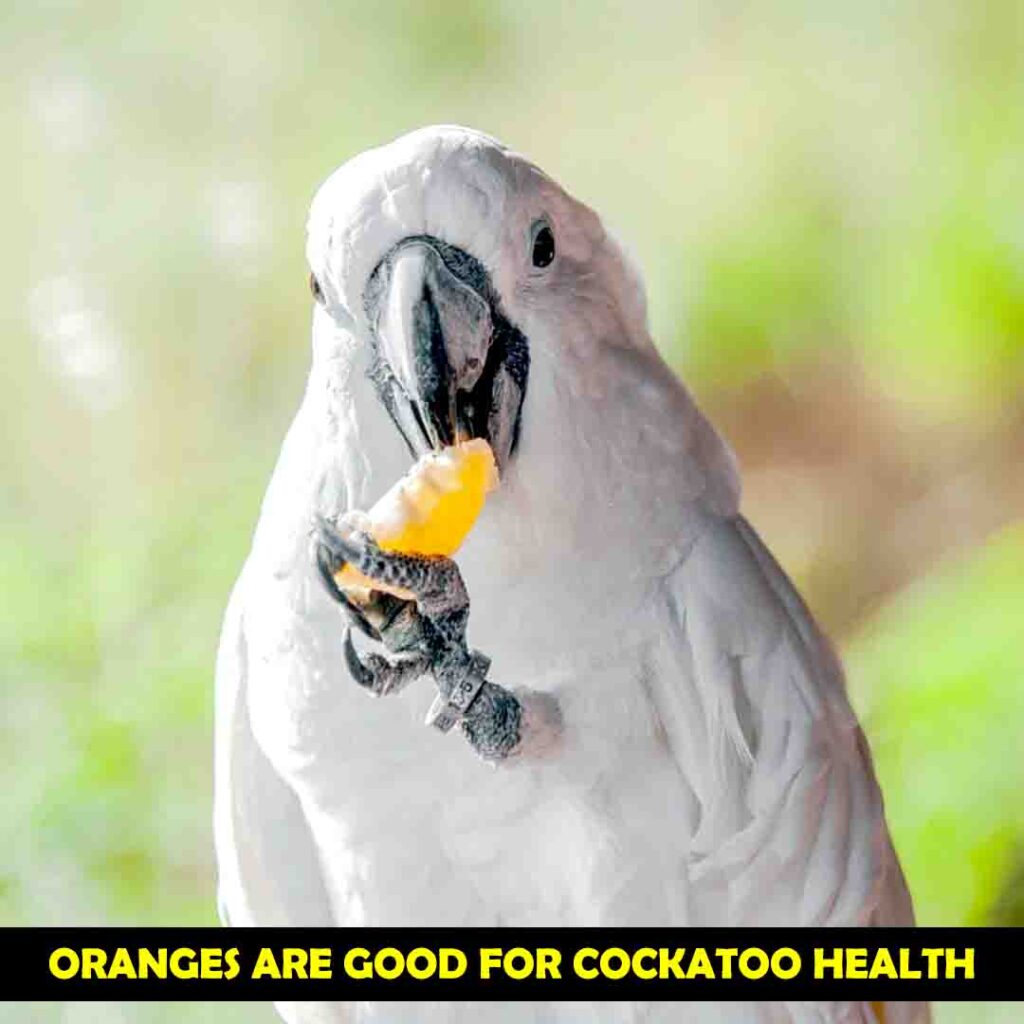 Cockatoos Can Eat Oranges