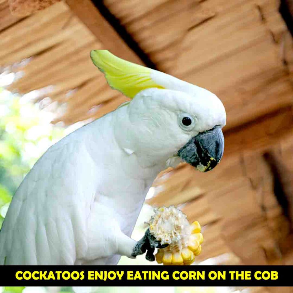 Cockatoos Can Eat Raw Corn
