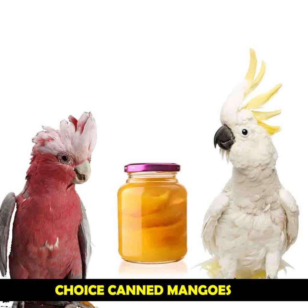 Cockatoos Can eat Canned mangoes with some Precautions