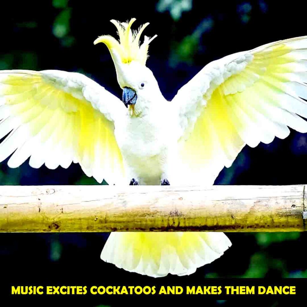Cockatoos Dance Moves on Music