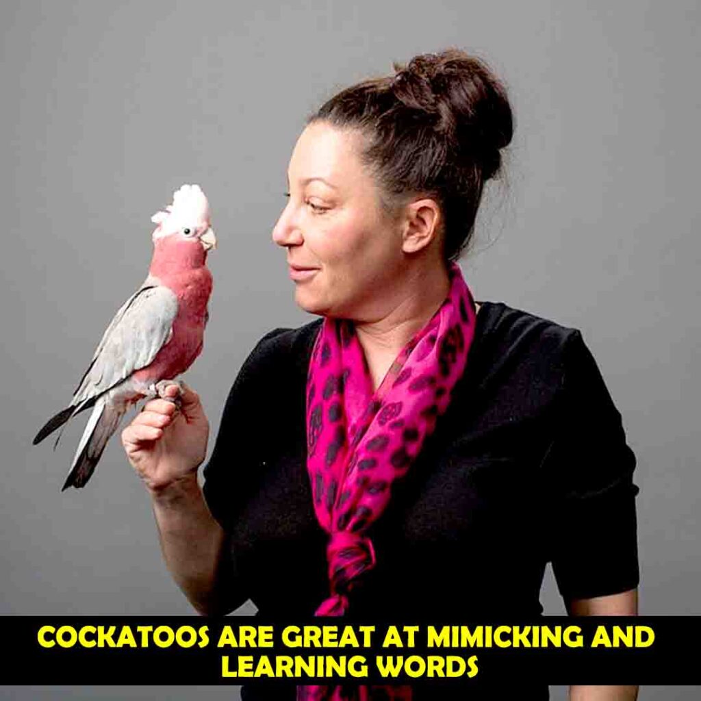 Cockatoos Do simple Mimicry of Human Words