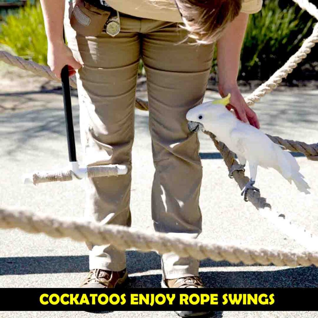 Cockatoos Enjoy on Swing of Simple Ropes