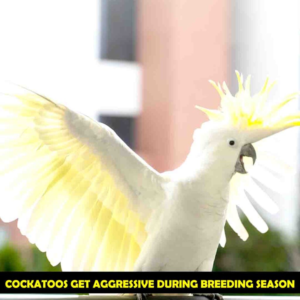 Cockatoos Hormonal Drive During Breeding Season