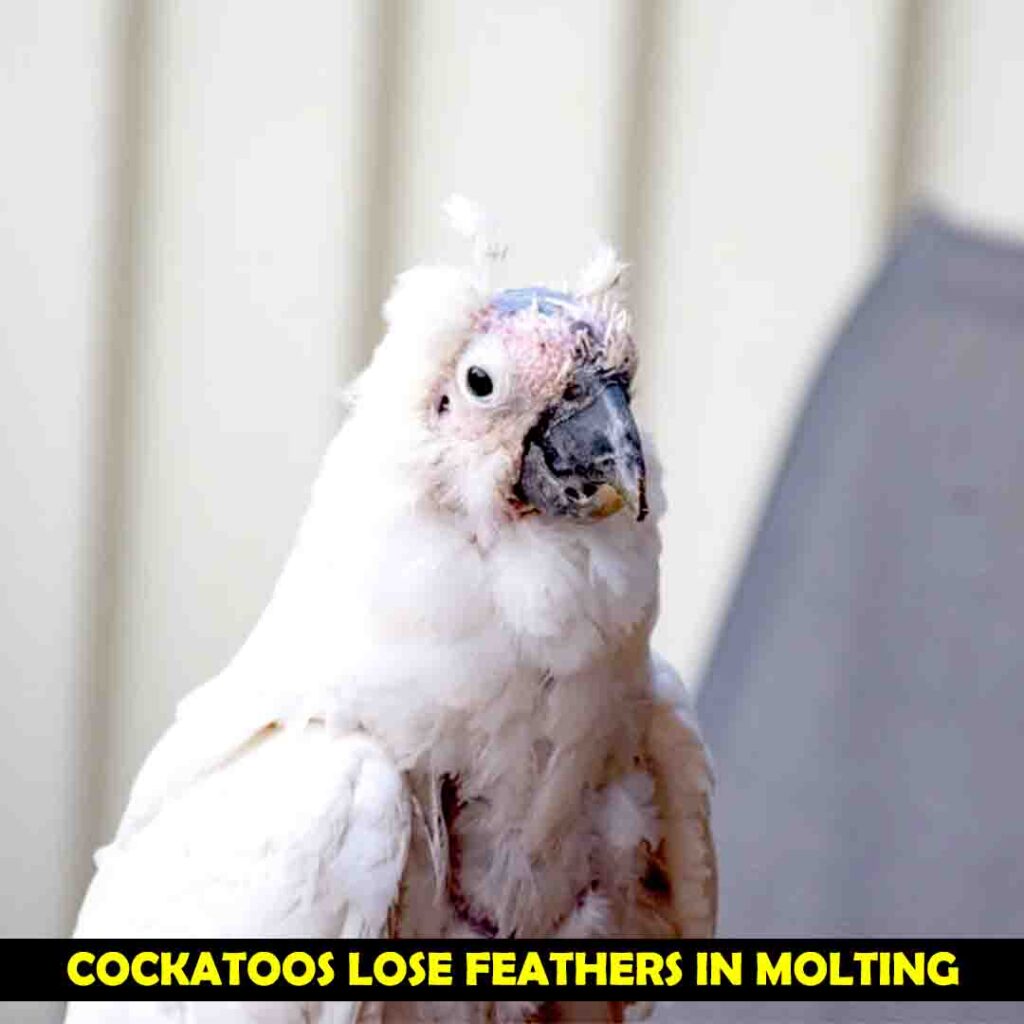 Cockatoos Lose Their Feathers In Molting
