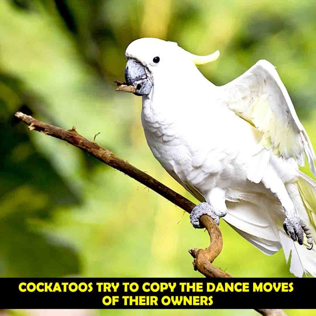 Cockatoos Move their Legs and Feet