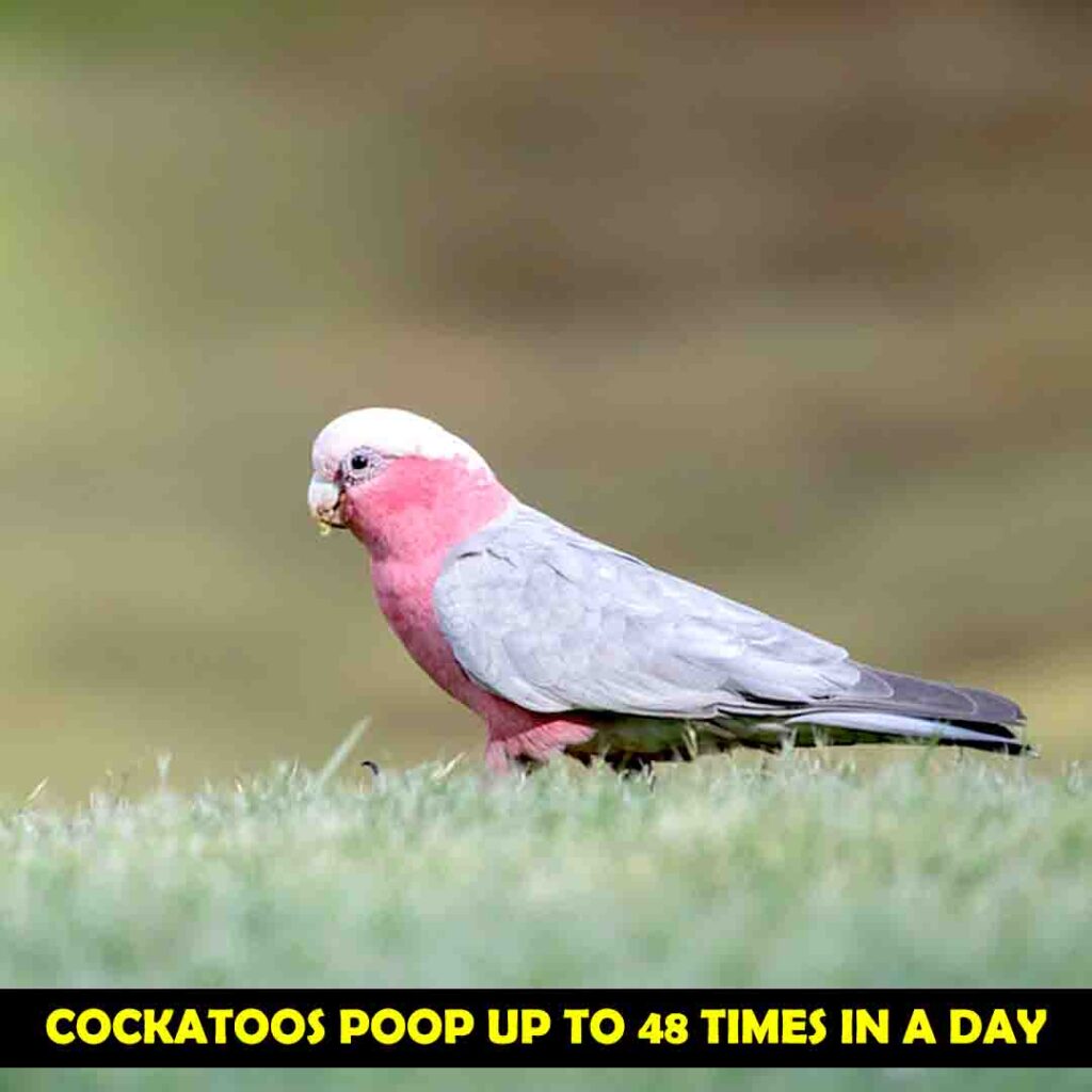 Cockatoos Poop Every 15 to 30 minutes