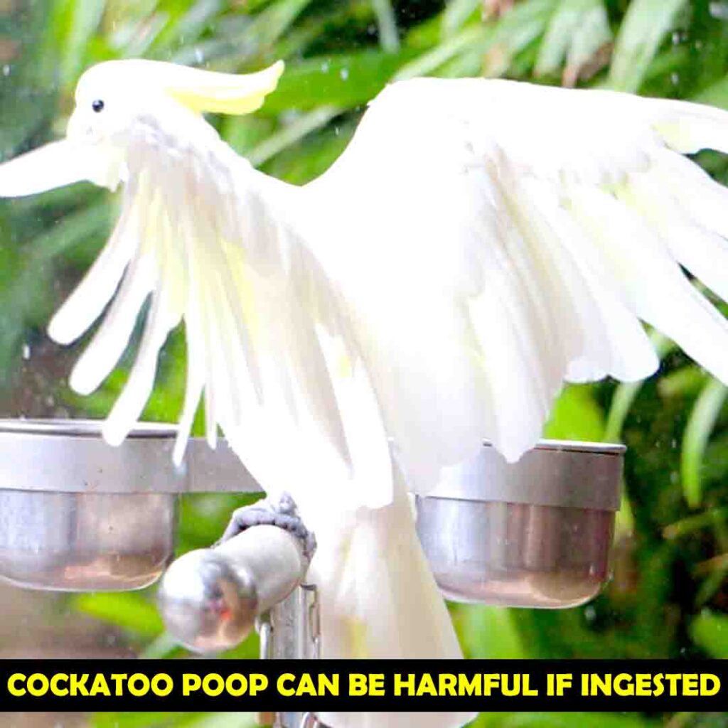 Cockatoos Poop Near Bird Feeders