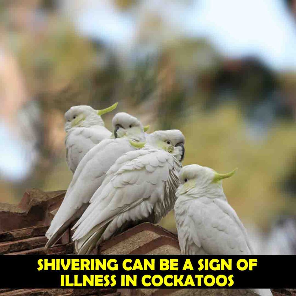 Cockatoos Shivers Due to Illness