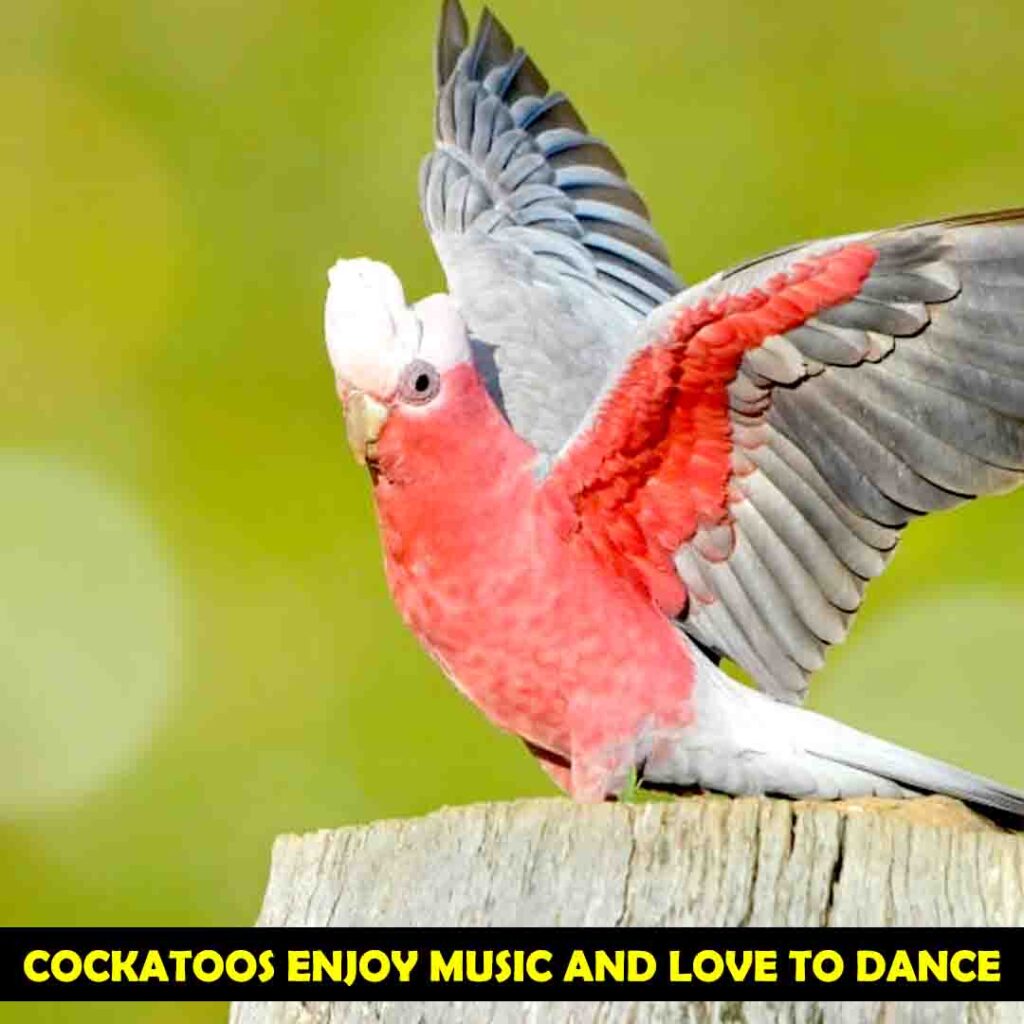 Cockatoos Show Response on Music