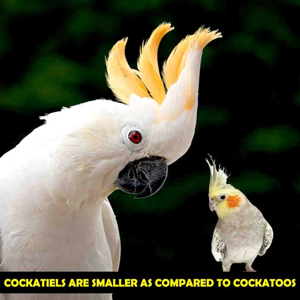 Cockatoos Vs Cockatiels
