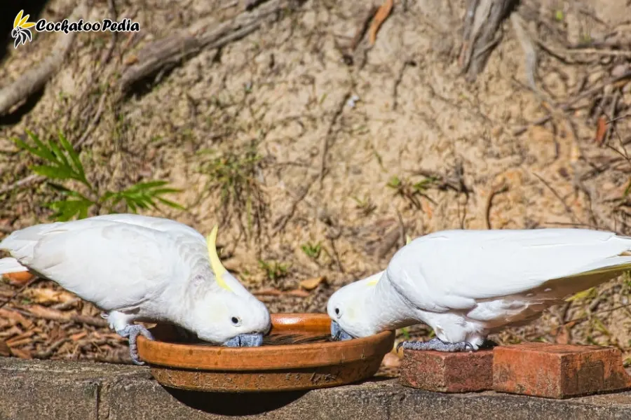Cockatoos are always looking for food