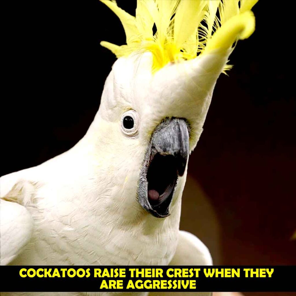 Cockatoos are in Aggressive State
