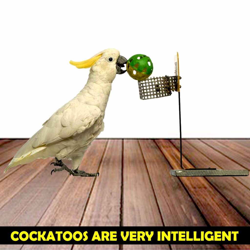 Cockatoos are intelligent Parrots