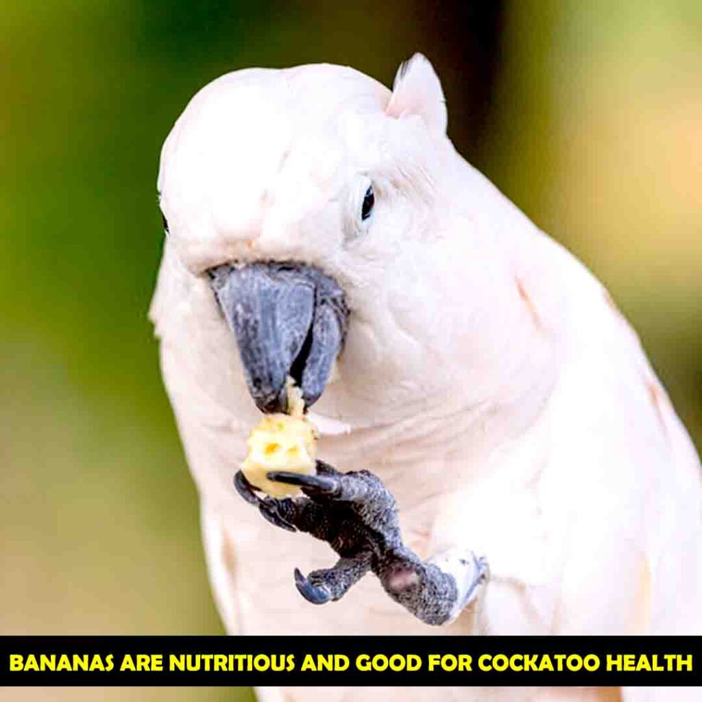 Cockatoos can Eat Bananas