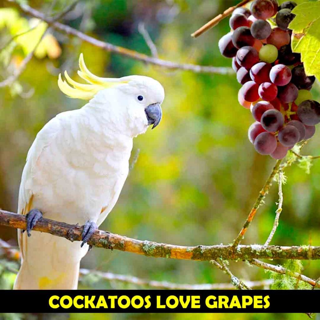 Cockatoos can Eat Grapes