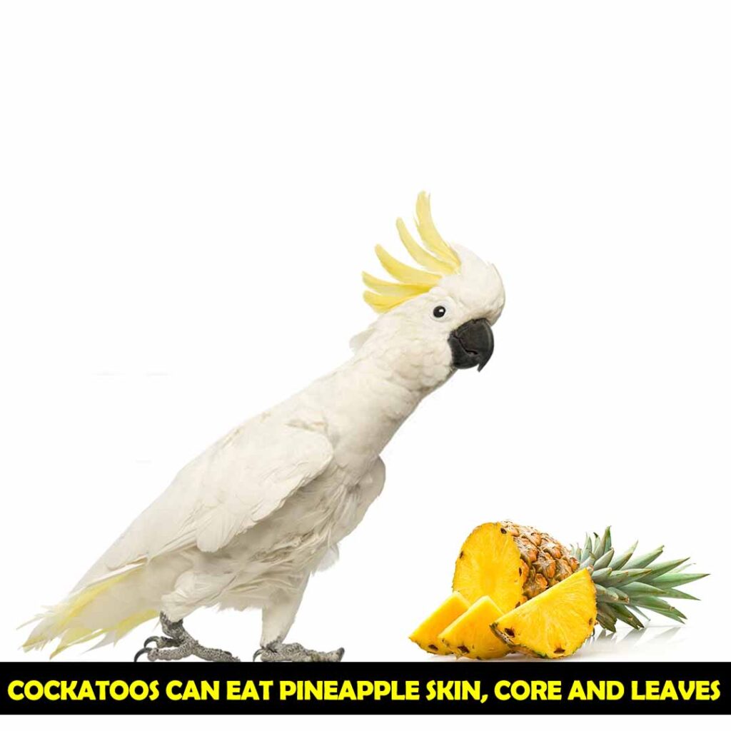 Cockatoos can Eat Skin of Pineapple