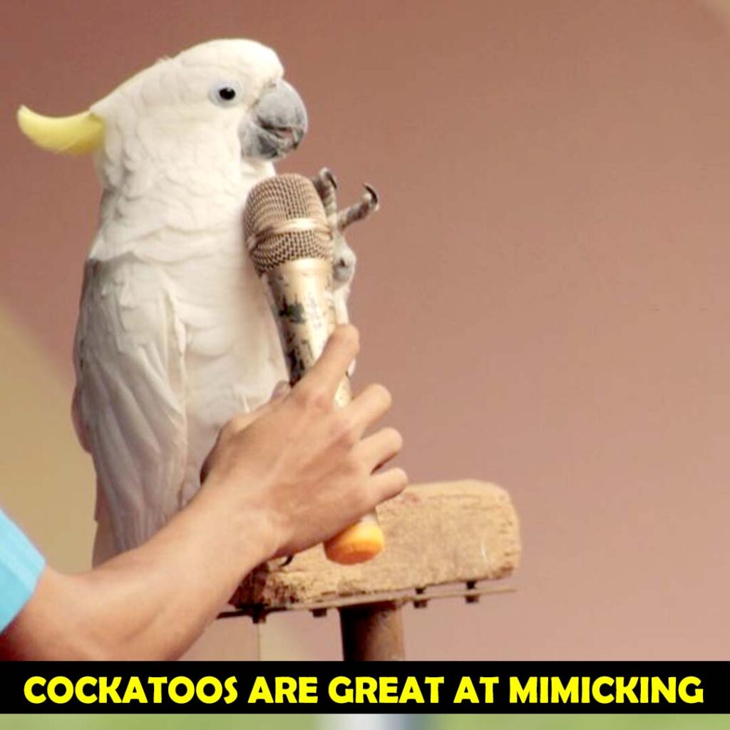 Cockatoos can learn Singing