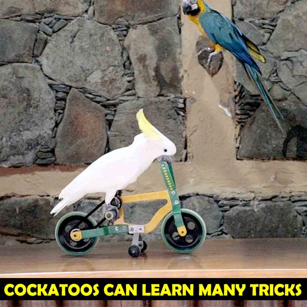 Cockatoos can learn many tricks