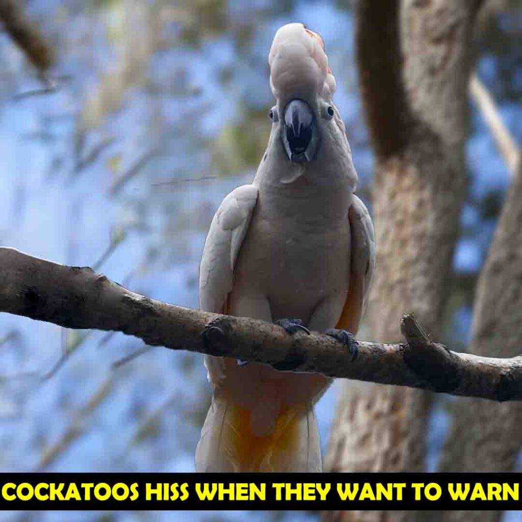Cockatoos give Reminder by Hissing