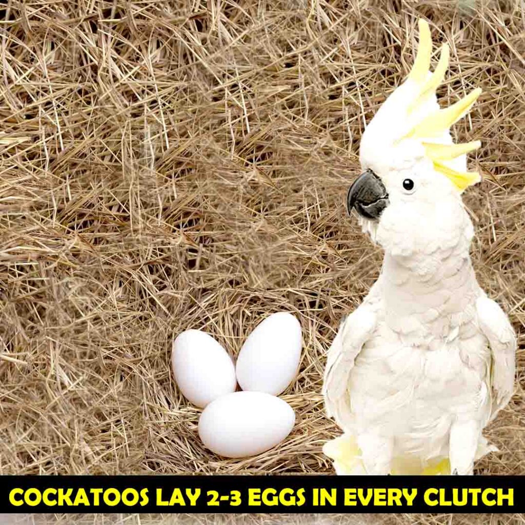 Cockatoo lay 2-3 eggs in every clutch
