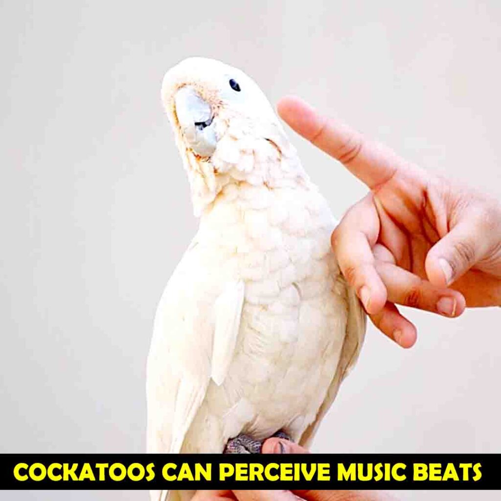 Cockatoos like music and are familiar to beat induction