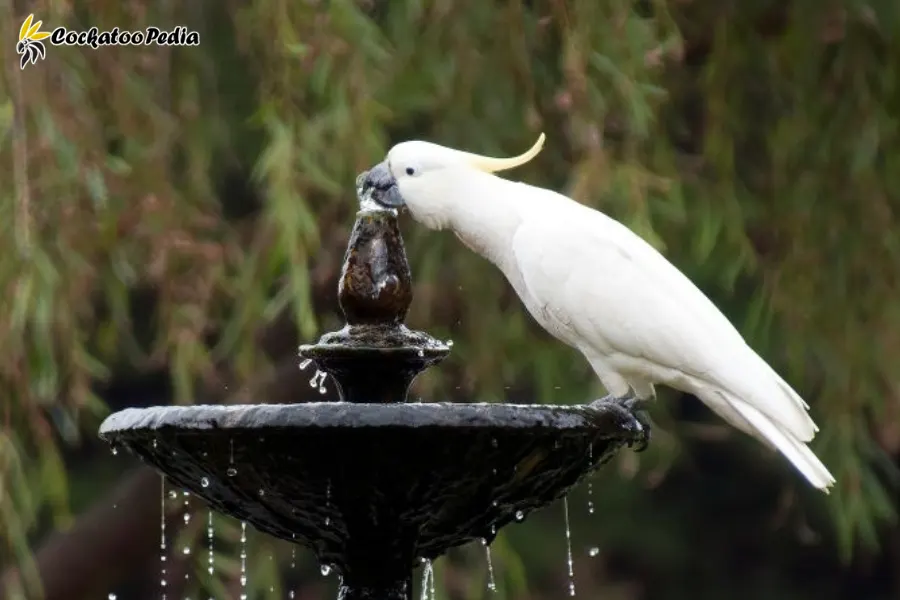 Cockatoos like to bathe in fountains