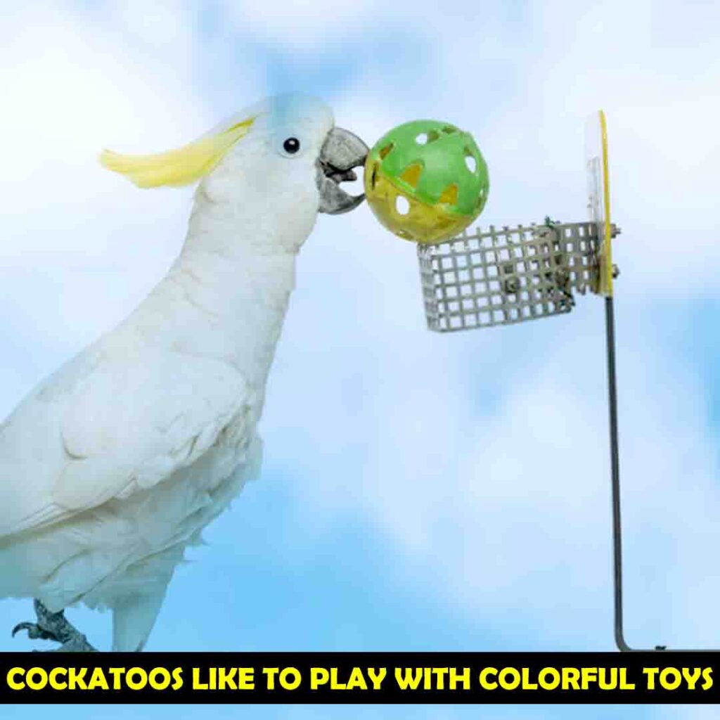 Cockatoos like to play with Colorful and Interesting toys