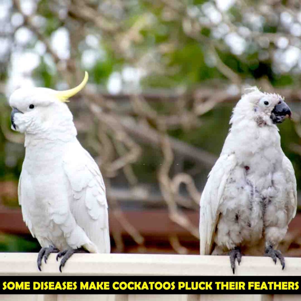 Cockatoos lose their feathers in DIseases