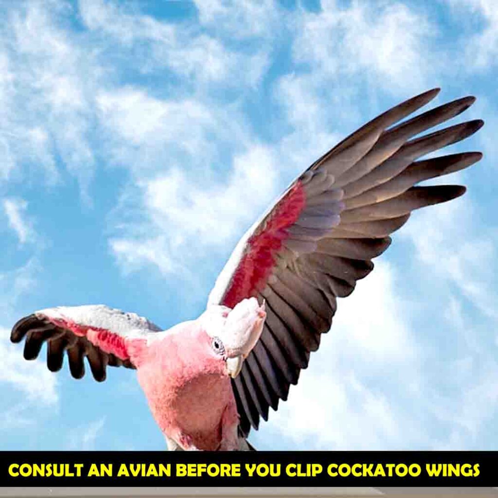 Consult Veteran for Safe Clipping of wings for cockatoos