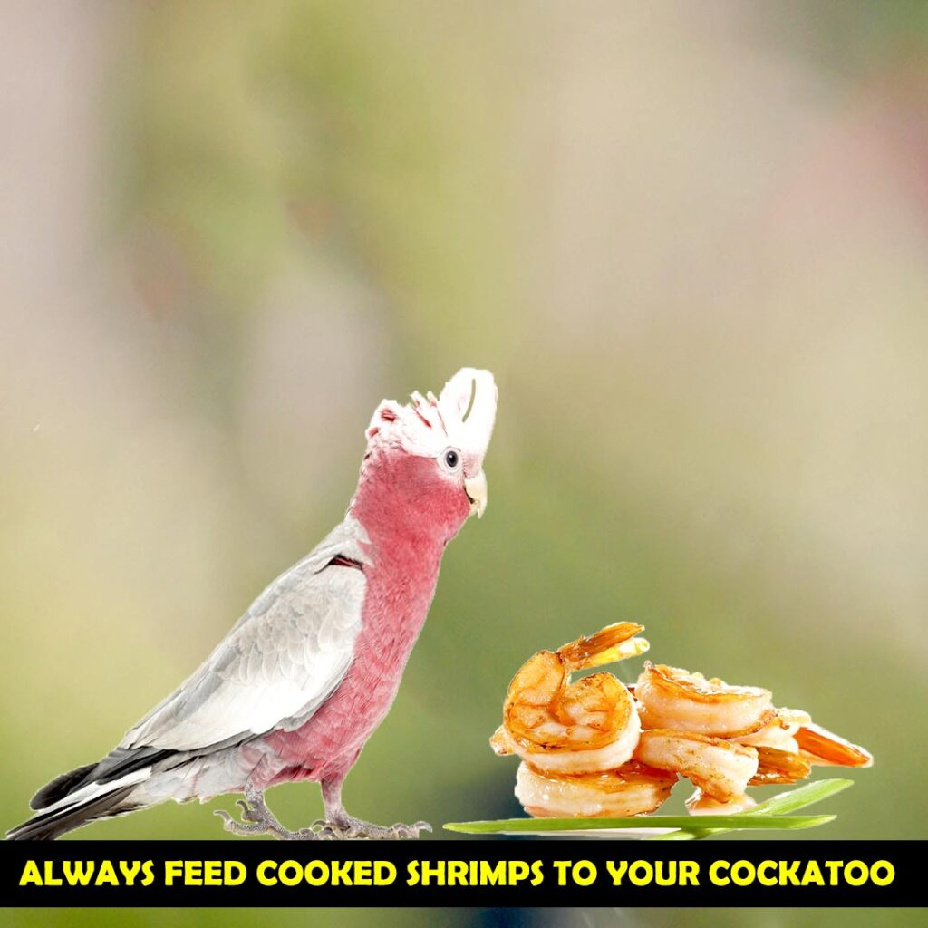 Cooked Seafood is healthy for Cockatoos