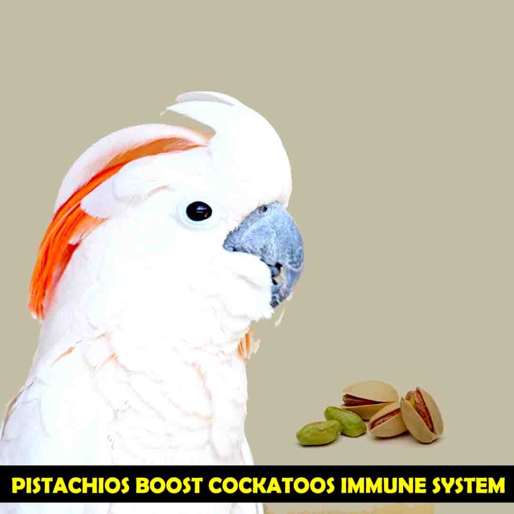 Copper in Pistachios for cockatoos